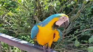 Visite du Parc des oiseaux de Villars-les-Dombes