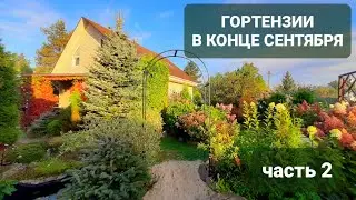 Гортензии в конце сентября в саду Девятой реальности🌿Часть 2