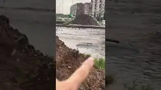 утопленик зелёный лог (25.07.2024)