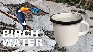 BIRCH WATER, BIRCH SAP or BIRCH JUICE - a powerful HEALTHY Treat from the Mother NATURE!