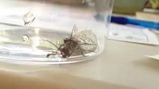 Alderfly drinking water