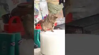 Ай как чешется 😺