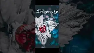 macro photography tips 