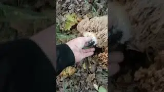 Що це за ГРИБОЧОК??? 