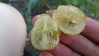 Виноград Дарія