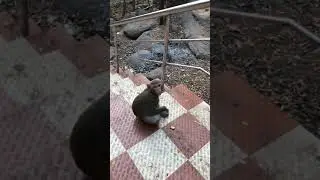 Monkey jumps on me