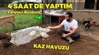 Sözümü tuttum ! Kaz yavrularına havuz yaparken Fare yavruları buldum - Bıldırcın Yumurtası Toplama