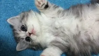 아기고양이 먼치킨 개귀염 분양받은 첫날