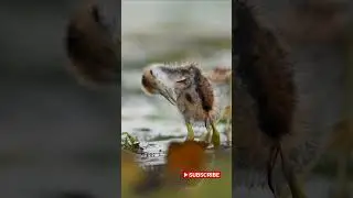Baby Pheasant Tailed Jacana Looking for Mom