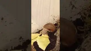 Улитка ест. Улитка кушает!
