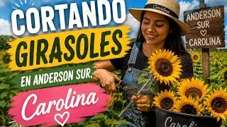 Cortando girasoles 🌻 picking sunflowers 🌻