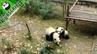 Naughty panda baby asks her mum for a lift