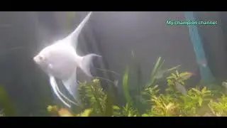 18 Feb 2023 My planted tank