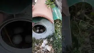 வாத்து தன் குஞ்சுகளும் | Duck🦆 with it's chicks 🐣🐤🐥🐥 | #duck | #shorts | #kannanfarm | Outdoor Farm