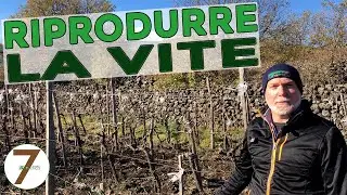 Come Riprodurre la Vite per talea