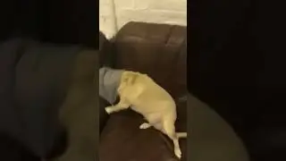Funny Dog