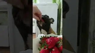 чуть не съел целиком! сезон открыт 🍓🫐