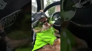 Dog Putting On Sunglasses Is The Cutest Thing You’ll See All Day 🥹🕶️💚
