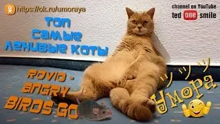 ТОП самые ленивые коты на планете ЛУЧШИЕ приколы с котами и кошками