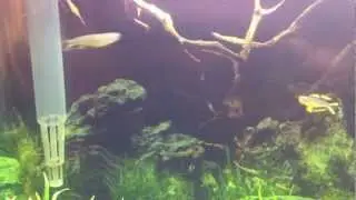 Forktails Breeding in the new 10g!