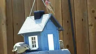 Dove & Finches Feeding