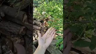 Чудеса бывают! В конце июля цветёт черемуха