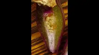 Best Vine Transplanting Tip and Demo
