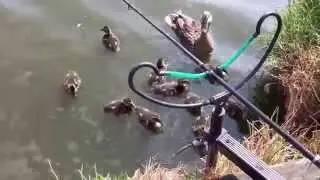 Ducklings Love Micropellets Too!