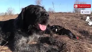 Охота с луком на тетерева
