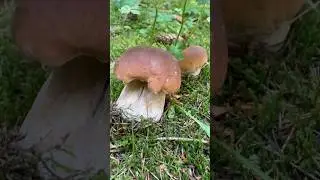 Дзідзьо сходив по білі гриби 🍄‍🟫