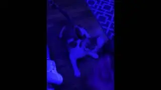 Cat and Dog FIGHTING 🐕🥊🐈