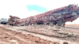 ЭТО древнее дерево ИЗМЕНИЛО взгляд на историю Нашей планеты