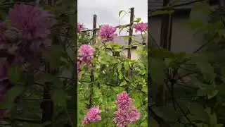 Ма, можна подякую