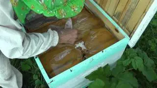 кормлю пчёл из пакетов .  I feed﻿ the bees from packages.
