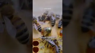 The Sting of Love: Why Male Bees Die After Mating #shorts #bee