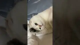 Коты смешные 😂😀 #cat #кисёныши #прикол #смешныекоты