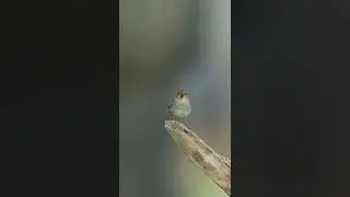 Wrens sing to attract a mate! 🤍 