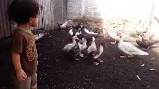LAGI HITUNG BEBEK, JANGAN SAMPE ADA YANG HILANG