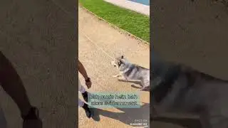 Jacquouille la fripouille et Godfroy de montmirail 🤣 #chien #animaux #husky #chienheureux #huskydog