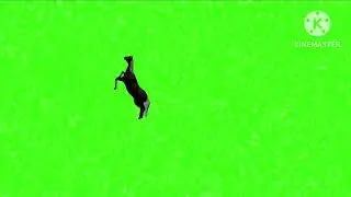 Horse animation green screen
