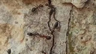 Ants fight