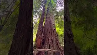 Muir Woods mini vlog! #travel #shorts #minivlog
