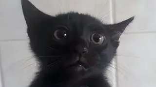 Cats Being Goofy