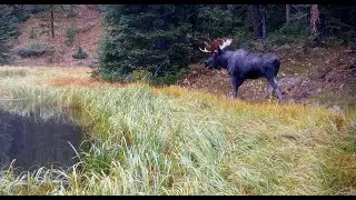 Wildlife Montage from MT Pond