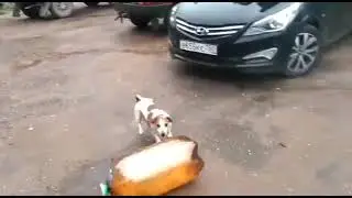 Собаку контузило лопнувшей бутылкой