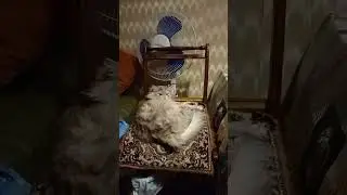 СТЕШУЛЬКА