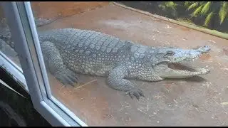 КРОКОДИЛОВА ФЕРМА  ALLIGATOR'S