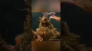 Самые модные крабы...