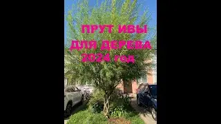 Живой прут (лоза) ива для плетения деревьев. Сорта ивы с плантации в 2024 году сентябрь. PAVIVA.RU