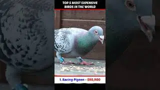 Top 5 Most Expensive Birds in the World